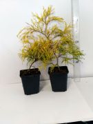 cyprysik-groszkowy-filifera-aurea-chamaecyparis-pisifera-3000-szt.jpg