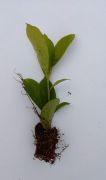 laurowisnia-wschodnia-rotundifolia-20cm!-fv-nawoz-sadzonka.jpeg
